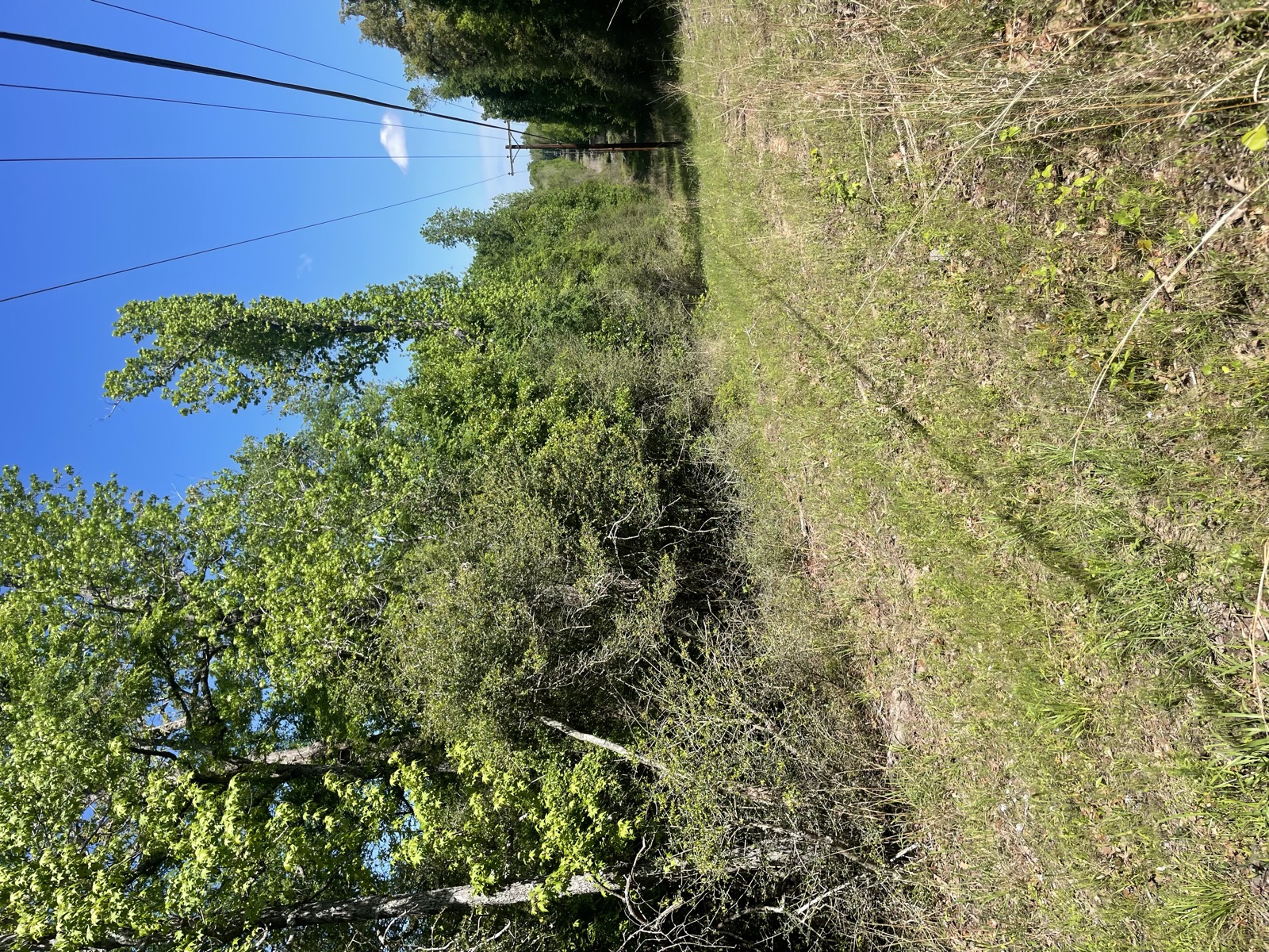 Dense brush before mulching