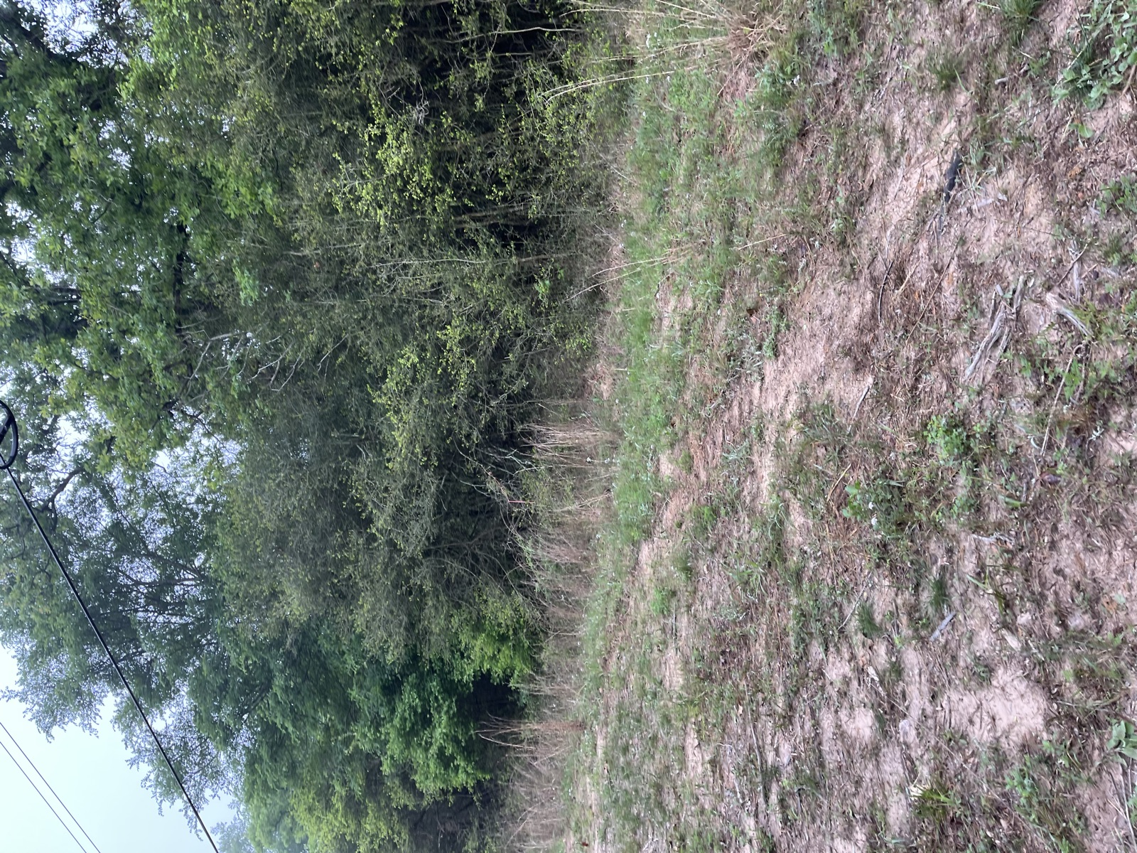 Overgrown land before mulching
