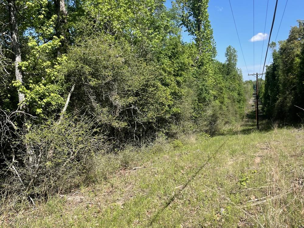 Dense brush before forestry mulching