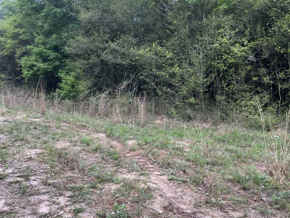 Overgrown land before clearing