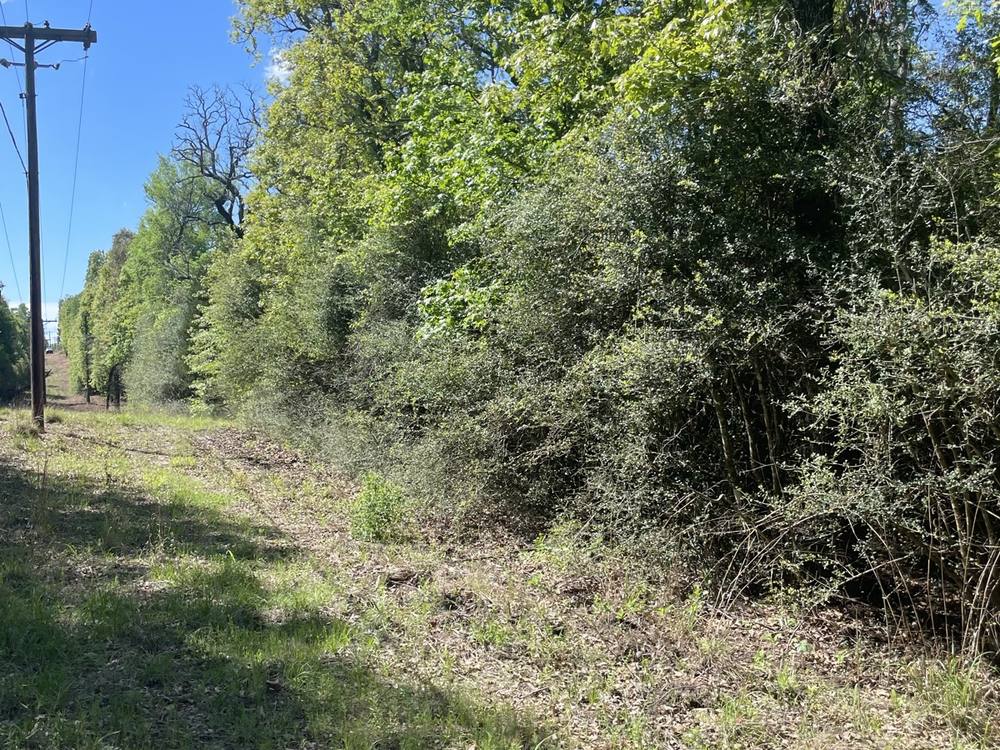 Property before land clearing
